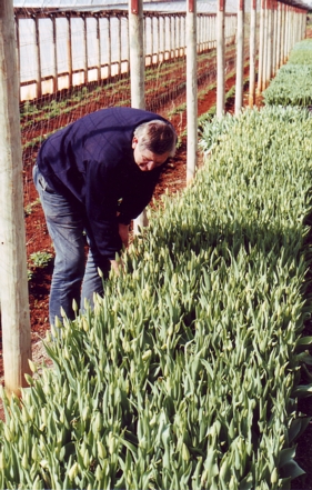 Frank Broersen picking tulips in our greenhouse.