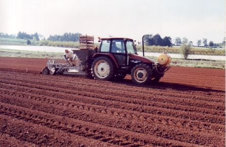 Planting of tulip bulbs