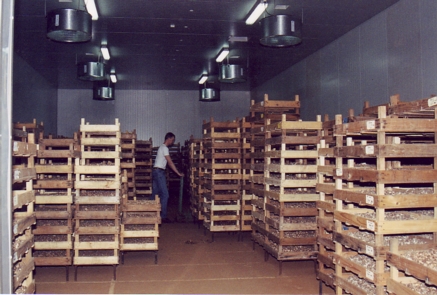 Climat controlled bulb store room.