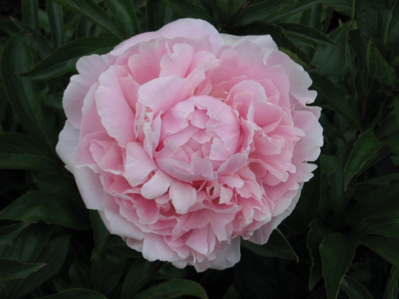 Paeony Rose Sarah Bernhardt