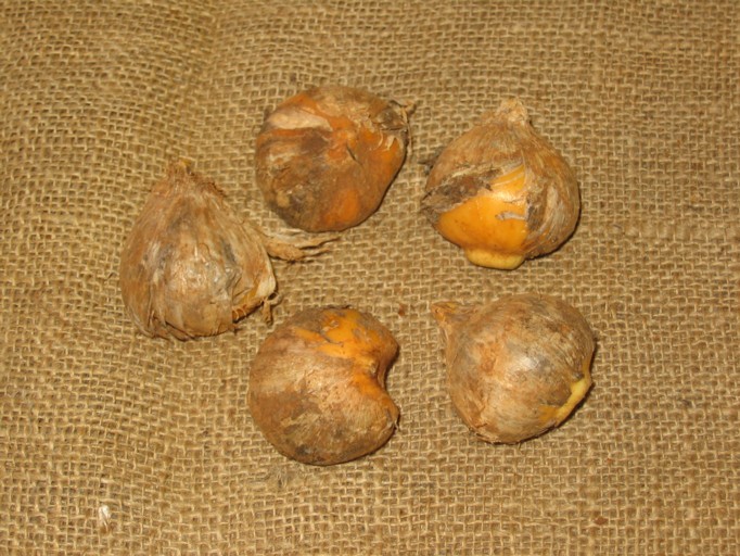 Allium schubertii bulb