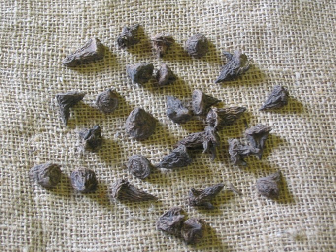 Anemone corms.