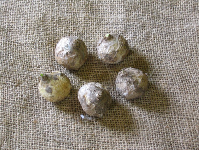 Arab's Eye bulb