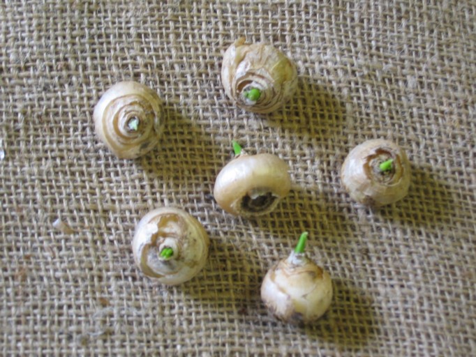 Chincherinchee bulb