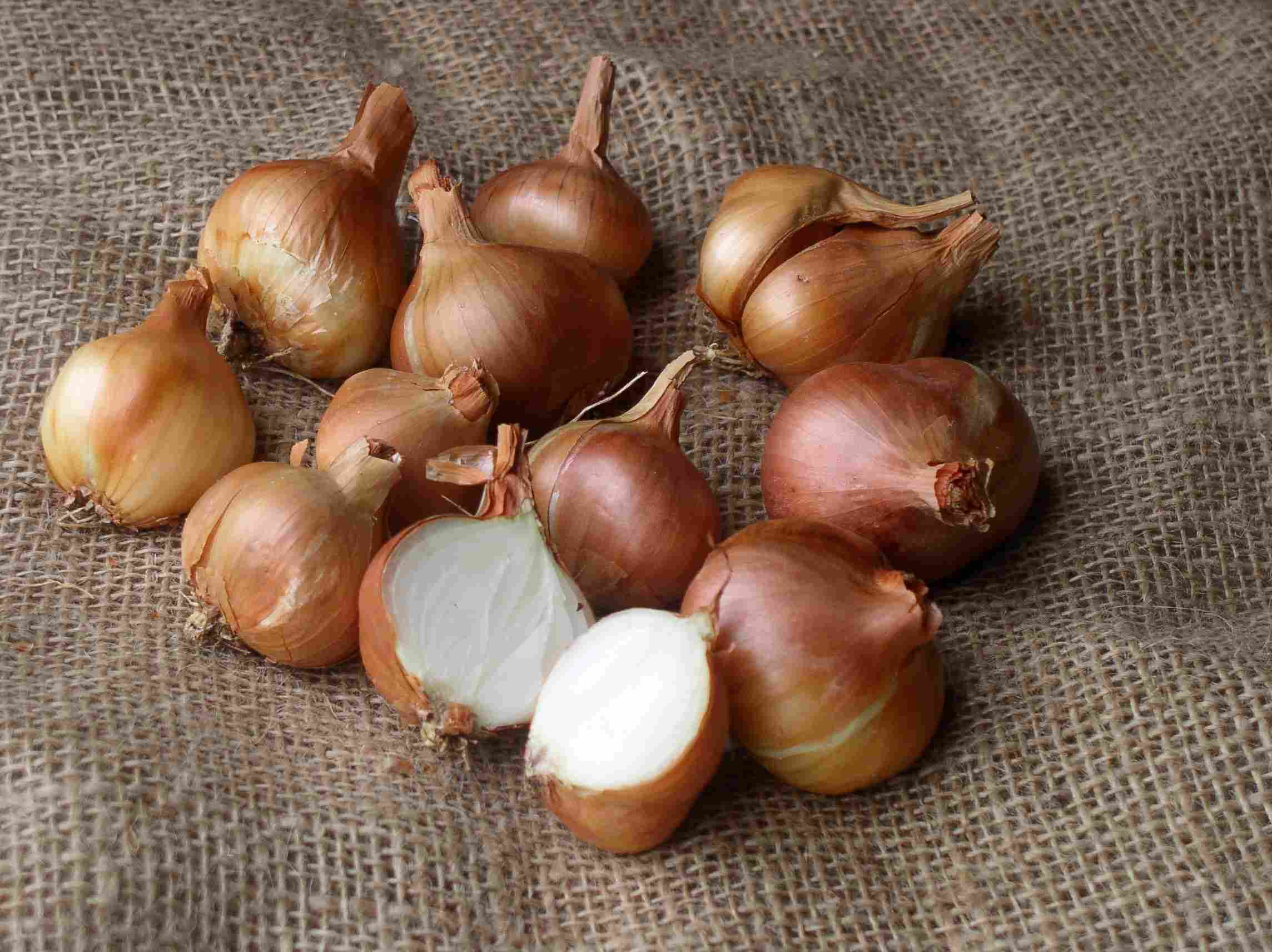 Golden Shallot bulbs.