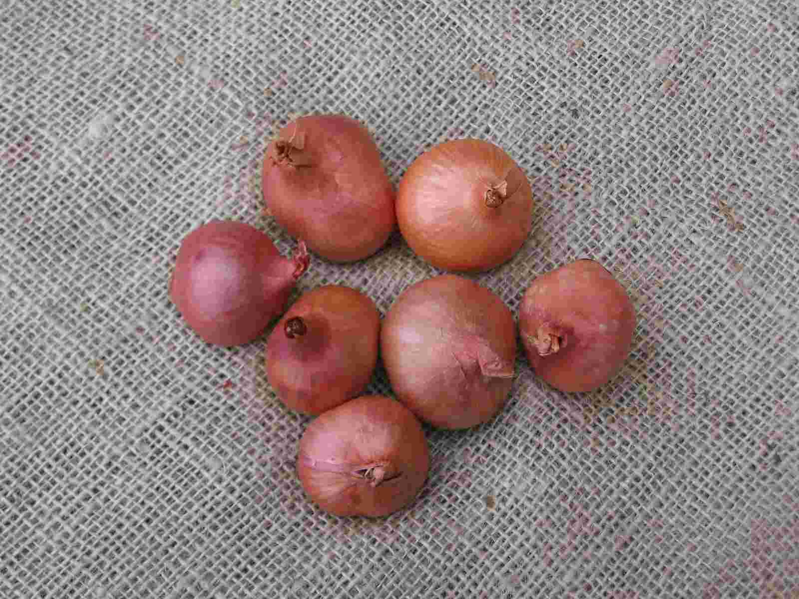 Red Shallot bulbs.